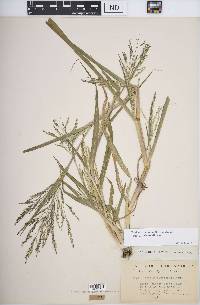 Panicum dichotomiflorum subsp. dichotomiflorum image