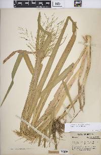 Panicum dichotomiflorum subsp. dichotomiflorum image