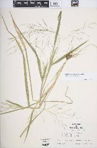 Panicum dichotomiflorum subsp. dichotomiflorum image