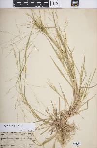 Panicum dichotomiflorum subsp. dichotomiflorum image