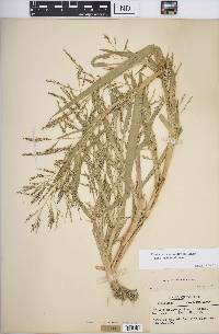 Panicum dichotomiflorum subsp. dichotomiflorum image