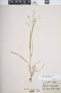 Panicum dichotomiflorum subsp. dichotomiflorum image