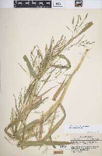 Panicum dichotomiflorum subsp. dichotomiflorum image