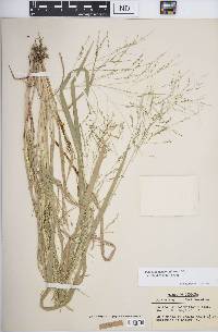 Panicum dichotomiflorum subsp. dichotomiflorum image