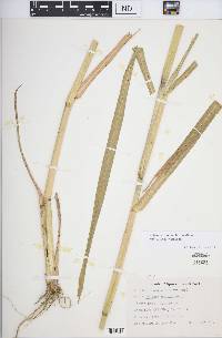 Panicum dichotomiflorum subsp. dichotomiflorum image