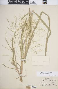 Panicum dichotomiflorum subsp. dichotomiflorum image