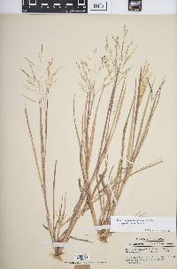 Panicum dichotomiflorum subsp. dichotomiflorum image