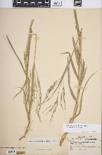 Panicum dichotomiflorum subsp. dichotomiflorum image