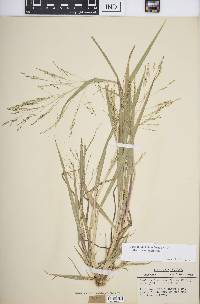 Panicum dichotomiflorum subsp. dichotomiflorum image