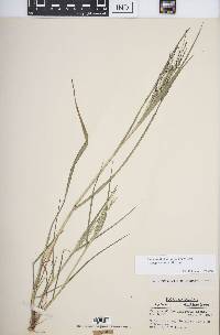 Panicum dichotomiflorum subsp. dichotomiflorum image