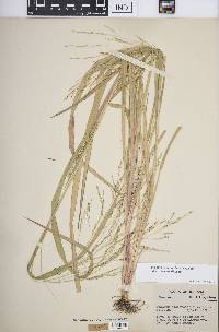 Panicum dichotomiflorum subsp. dichotomiflorum image