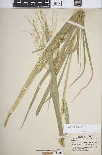 Panicum dichotomiflorum subsp. dichotomiflorum image