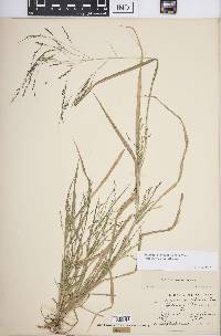 Panicum dichotomiflorum subsp. dichotomiflorum image