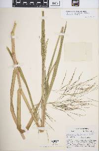 Panicum dichotomiflorum subsp. bartowense image