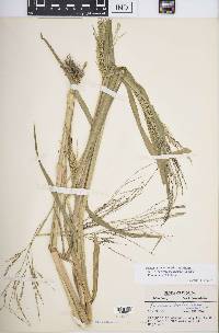 Panicum dichotomiflorum subsp. bartowense image