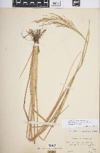 Panicum dichotomiflorum subsp. bartowense image