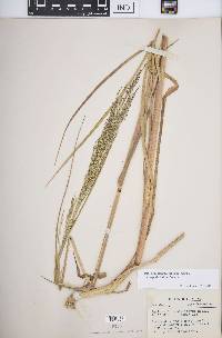 Panicum dichotomiflorum subsp. dichotomiflorum image