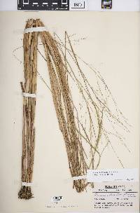 Panicum dichotomiflorum subsp. dichotomiflorum image