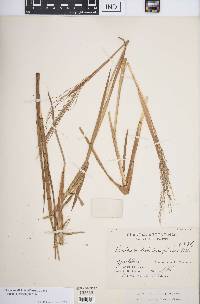 Panicum dichotomiflorum subsp. dichotomiflorum image