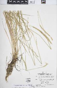 x Elyhordeum macounii image