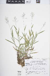 Panicum acuminatum image