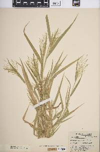 Panicum gattingeri image