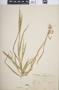 Panicum gattingeri image