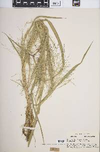 Panicum gattingeri image