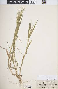 Panicum hirticaule image