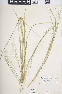 Panicum lacustre image