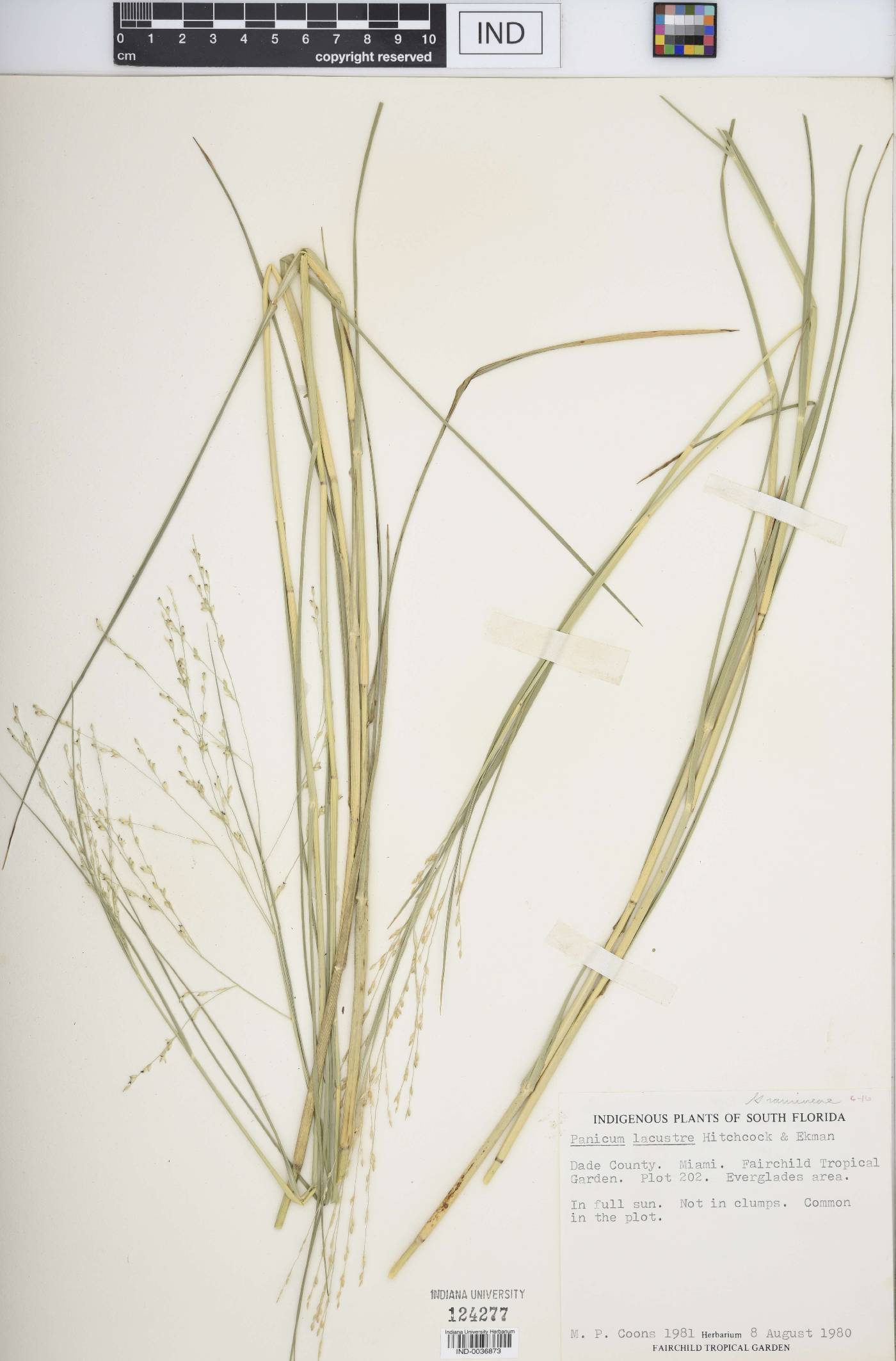 Panicum lacustre image