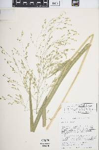 Panicum miliaceum image