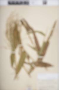 Panicum notatum image