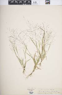 Panicum philadelphicum image