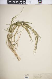 Panicum repens image