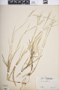 Panicum repens image