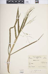 Panicum repens image