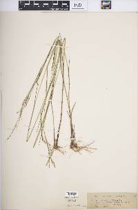 Panicum tenerum image