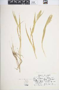 Panicum torridum image