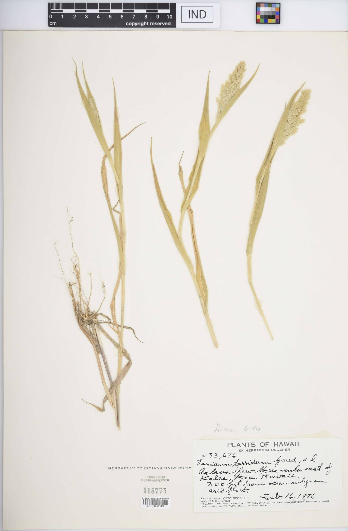 Panicum torridum image