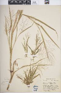 Panicum tuckermanii image