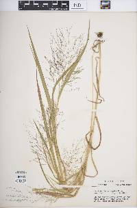 Panicum tuckermanii image