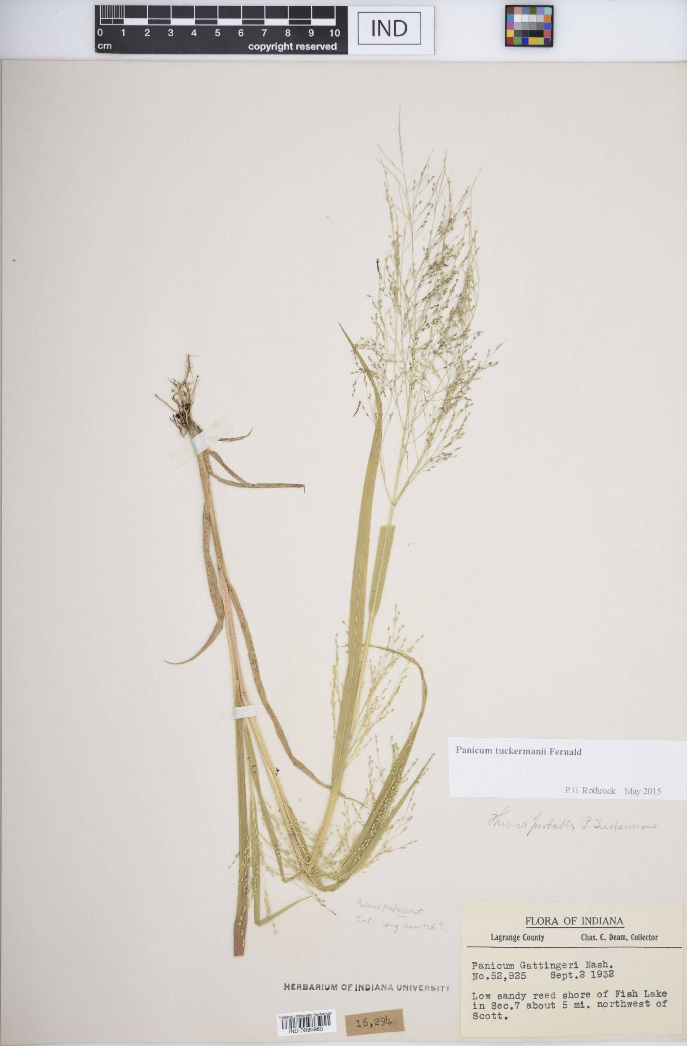 Panicum tuckermanii image