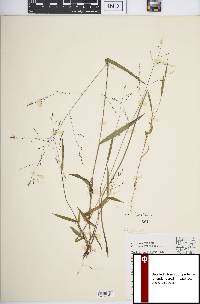 Kellochloa verrucosa image