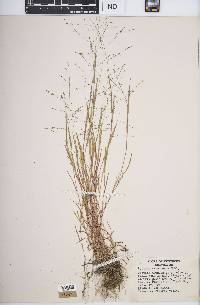 Kellochloa verrucosa image