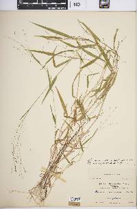 Kellochloa verrucosa image