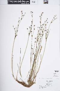 Juncus alpinoarticulatus image