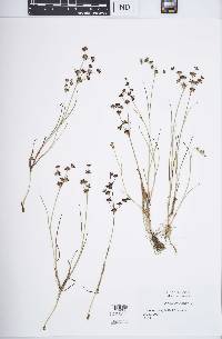 Juncus articulatus image