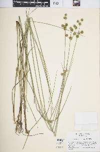 Juncus brachycarpus image