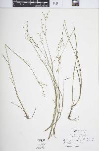 Juncus brachycephalus image